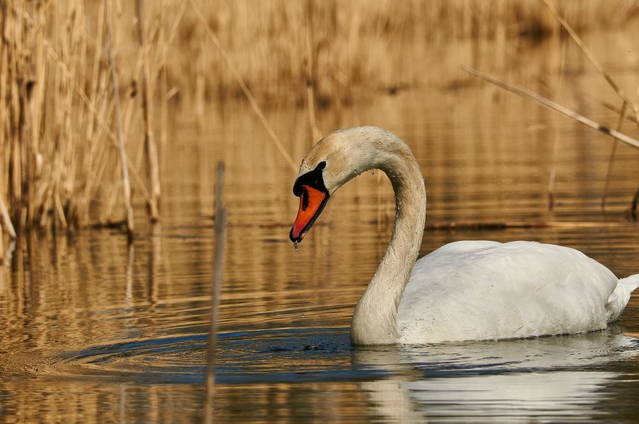 2021-04-11_AM_KLEINEN_SEE_SCHWAN_DSC3206.jpg