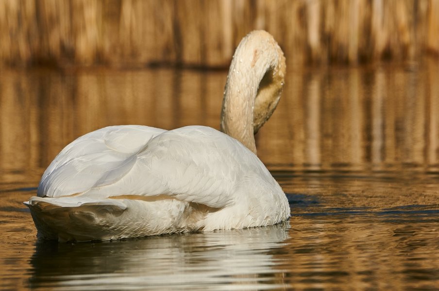 2021-04-11_AM_KLEINEN_SEE_SCHWAN_DSC3226.jpg