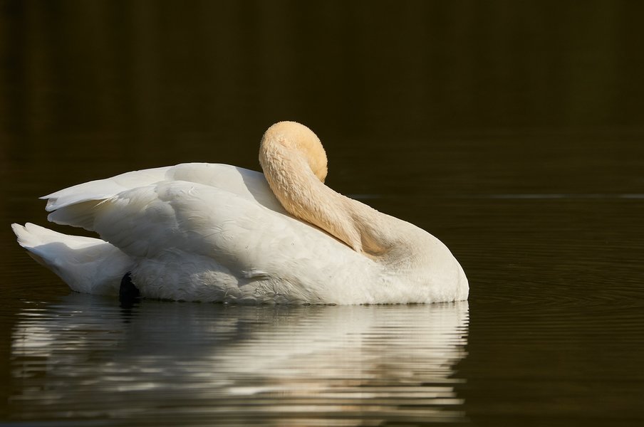 2021-04-11_AM_KLEINEN_SEE_SCHWAN_DSC3278.jpg
