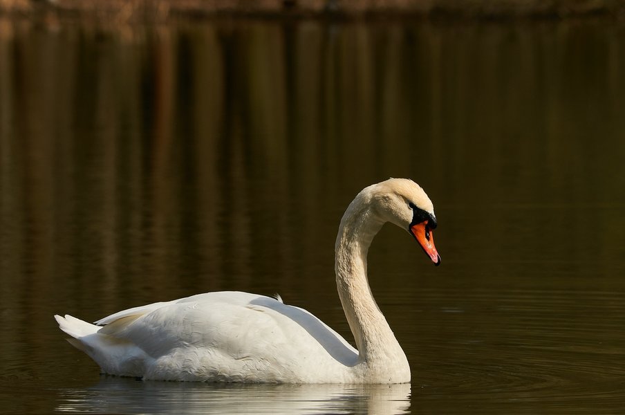 2021-04-11_AM_KLEINEN_SEE_SCHWAN_DSC3286.jpg