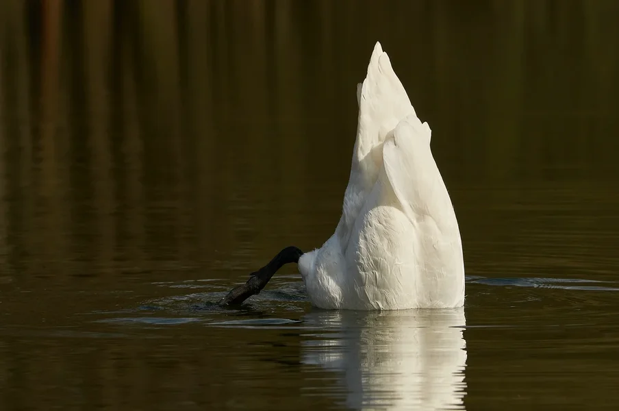 2021-04-11_AM_KLEINEN_SEE_SCHWAN_DSC3288.webp 2021-04-11_AM_KLEINEN_SEE_SCHWAN_DSC3288.webp