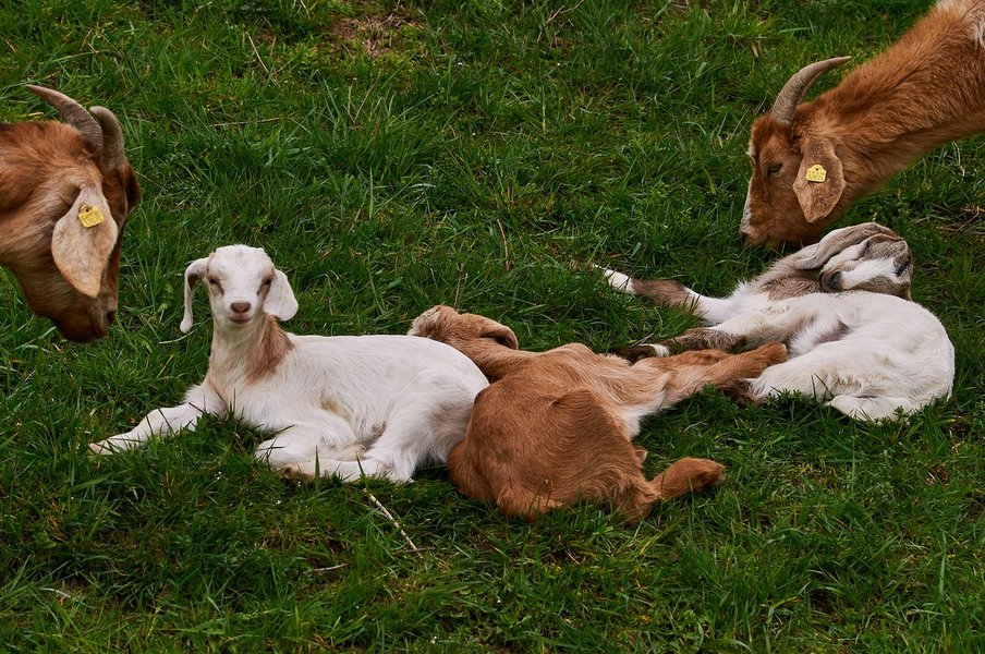 2021-04-11_AM_KLEINEN_SEE_SCHAFE_DSC3435.jpg