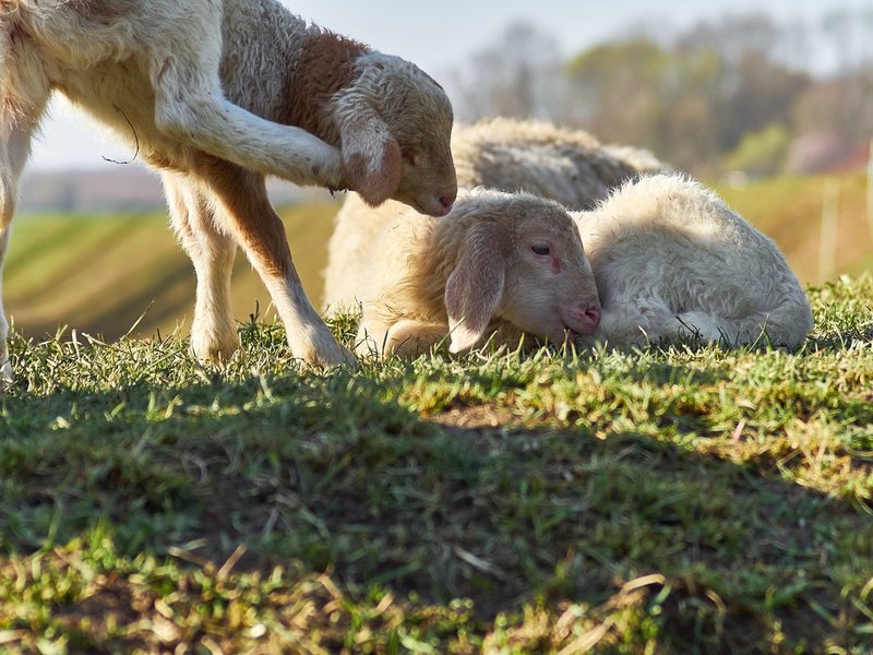 2021-04-11_OLYMPUS_OM_AN_E-M1_4110131.jpg 2021-04-11_OLYMPUS_OM_AN_E-M1_4110131.jpg