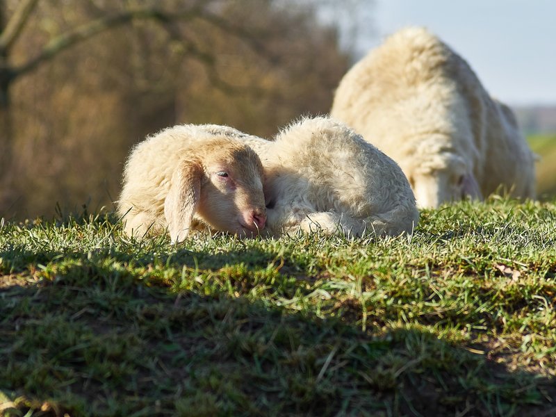 2021-04-11_OLYMPUS_OM_AN_E-M1_4110132.jpg 2021-04-11_OLYMPUS_OM_AN_E-M1_4110132.jpg