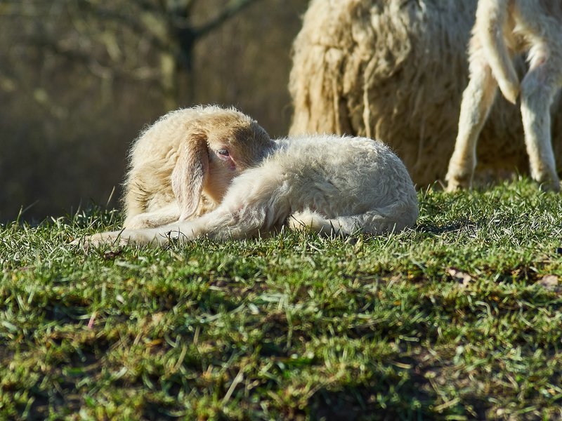 2021-04-11_OLYMPUS_OM_AN_E-M1_4110146.jpg 2021-04-11_OLYMPUS_OM_AN_E-M1_4110146.jpg