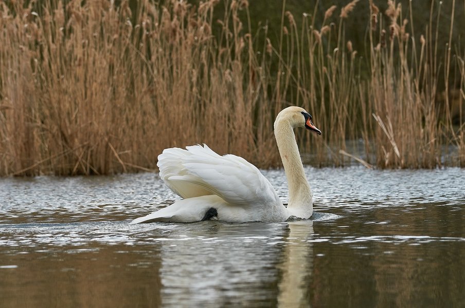 2021-04-13_AM_KLEINEN_SEE_SCHWAN_DSC3508.jpg