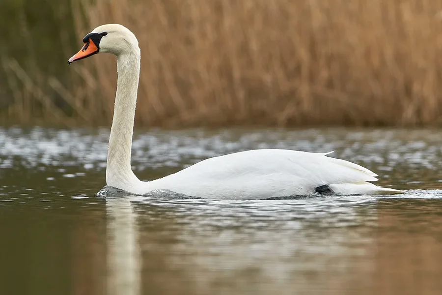 2021-04-13_AM_KLEINEN_SEE_SCHWAN_DSC3530.webp 2021-04-13_AM_KLEINEN_SEE_SCHWAN_DSC3530.webp
