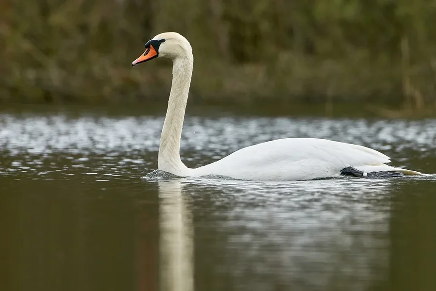 2021-04-13_AM_KLEINEN_SEE_SCHWAN_DSC3534.webp 2021-04-13_AM_KLEINEN_SEE_SCHWAN_DSC3534.webp