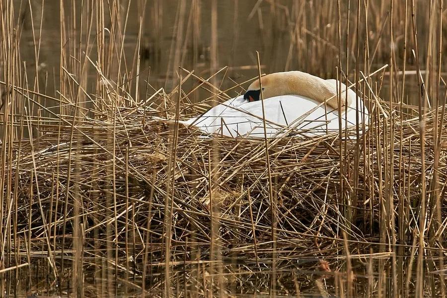 2021-04-13_AM_KLEINEN_SEE_SCHWAN_DSC3619.webp 2021-04-13_AM_KLEINEN_SEE_SCHWAN_DSC3619.webp