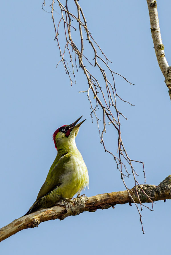 Vögel 2021-2125_DxO-Bearbeitet.jpg