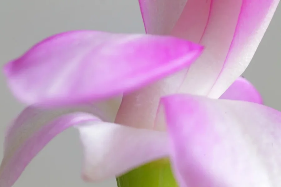 WeihnkakABSTRAKTBlüte#1SL2S105MAC2fExtFINFINFIN_998x666.webp
