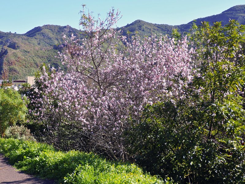 Tenerife to almond blossom in early February-K.jpg
