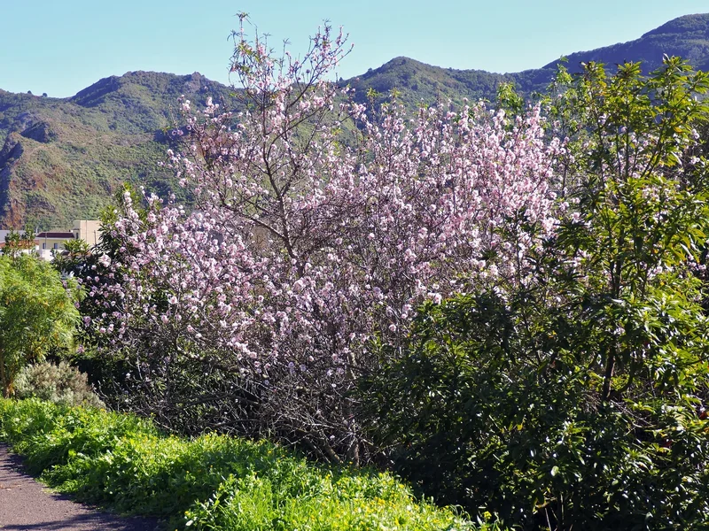 Tenerife to almond blossom in early February-K.webp Tenerife to almond blossom in early February-K.webp