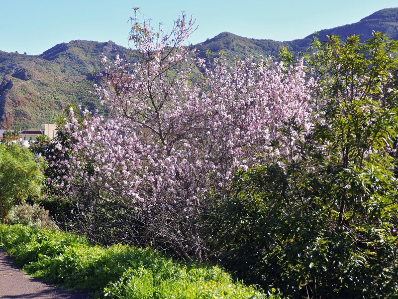 Tenerife to almond blossom in early February-K.jpg Tenerife to almond blossom in early February-K.jpg