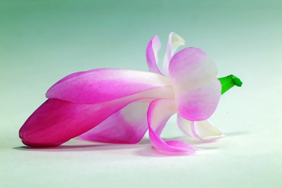 WeihnKakINSEKTMIMICRYSL2Si105Macro2fachExtTFINFINFIN_998x666.webp