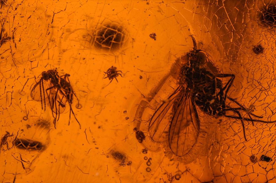 Stein 8 Fliege_Mücke Stack30.jpg