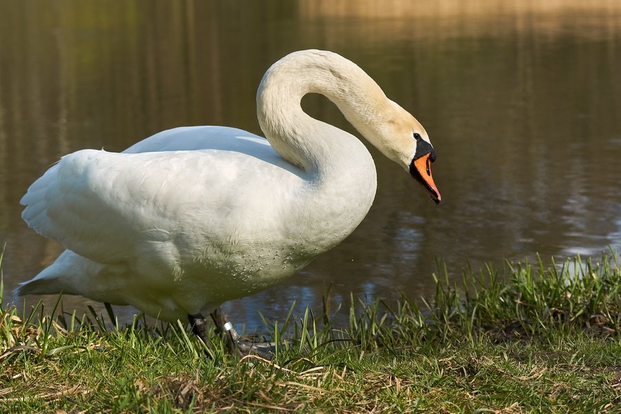 2021-04-23_SCHWAN_AM_KLEINEN_SEE_DSC3634.jpg