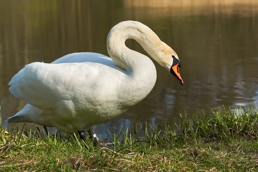 2021-04-23_SCHWAN_AM_KLEINEN_SEE_DSC3634.webp