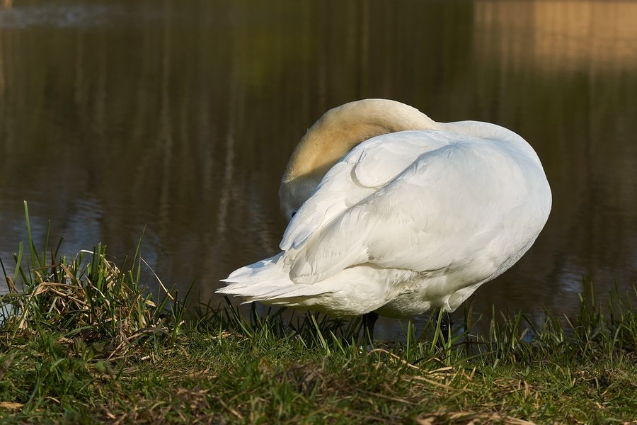 2021-04-23_SCHWAN_AM_KLEINEN_SEE_DSC3644.jpg