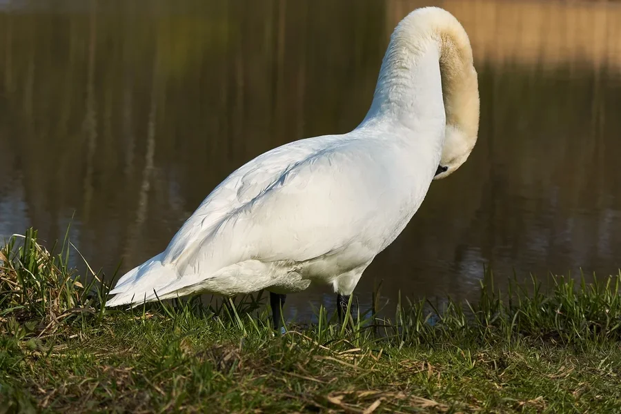 2021-04-23_SCHWAN_AM_KLEINEN_SEE_DSC3645.webp
