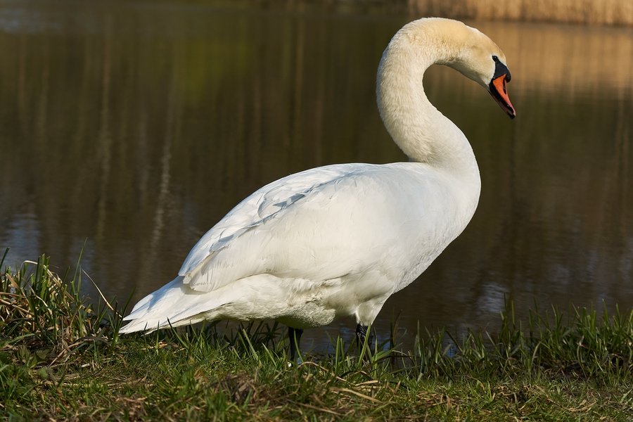 2021-04-23_SCHWAN_AM_KLEINEN_SEE_DSC3646.jpg