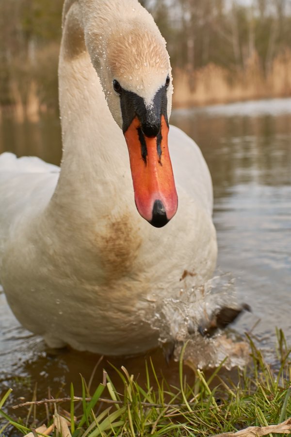 2021-04-24_SCHWAN_AM_KLEINEN_SEEC71_2246.jpg