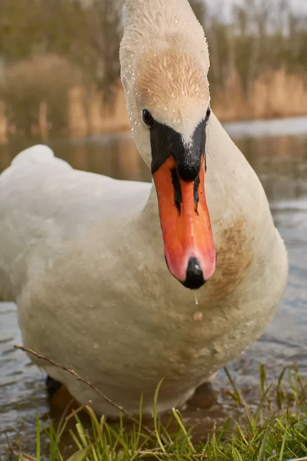 2021-04-24_SCHWAN_AM_KLEINEN_SEEC71_2247.webp