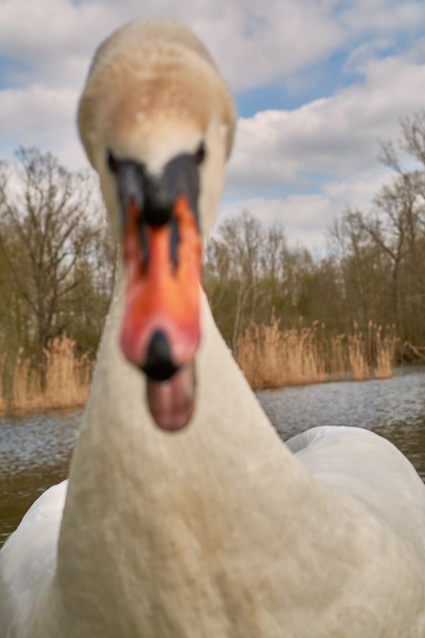 2021-04-24_SCHWAN_AM_KLEINEN_SEEC71_2213.jpg