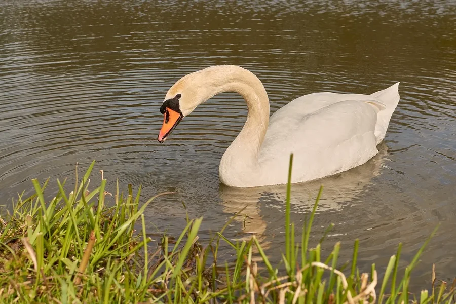2021-04-24_SCHWAN_AM_KLEINEN_SEEC71_2158.webp
