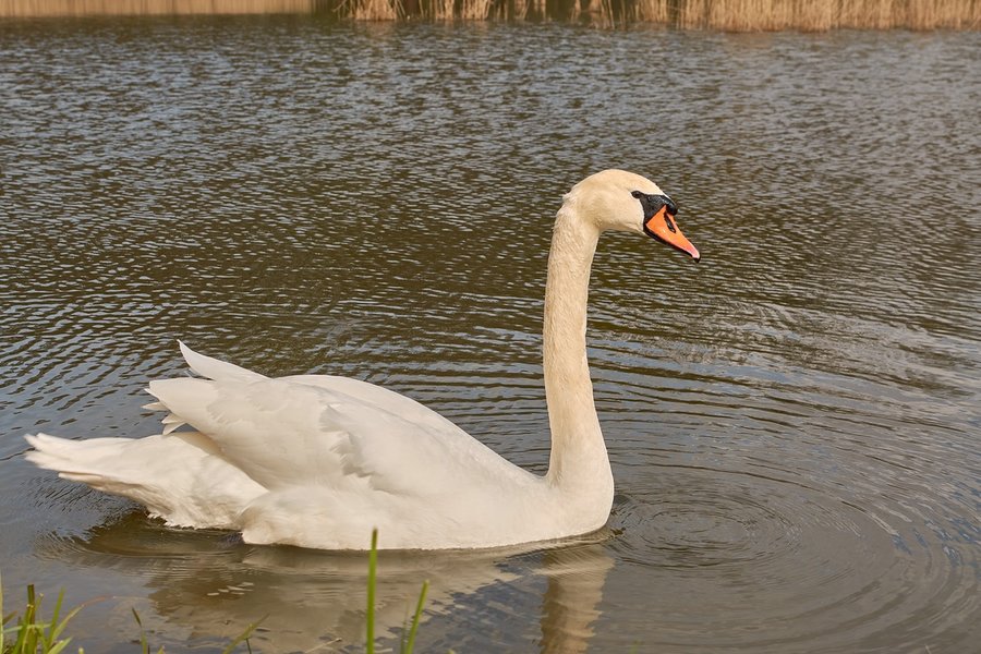 2021-04-24_SCHWAN_AM_KLEINEN_SEEC71_2165.jpg