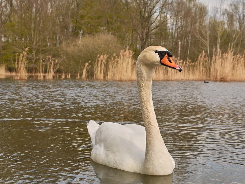 2021-04-24_SCHWAN_AM_KLEINEN_SEEC71_2172.jpg