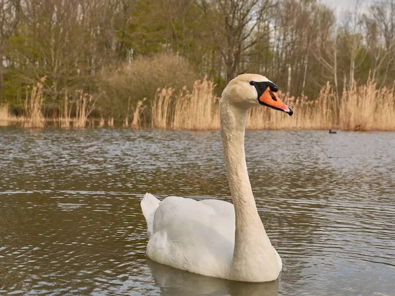 2021-04-24_SCHWAN_AM_KLEINEN_SEEC71_2172.webp