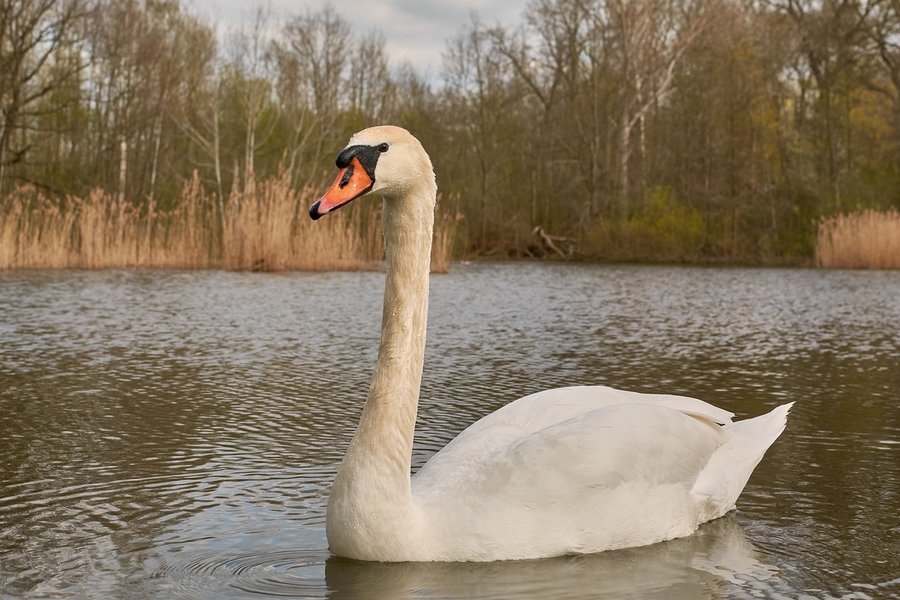 2021-04-24_SCHWAN_AM_KLEINEN_SEEC71_2184.jpg