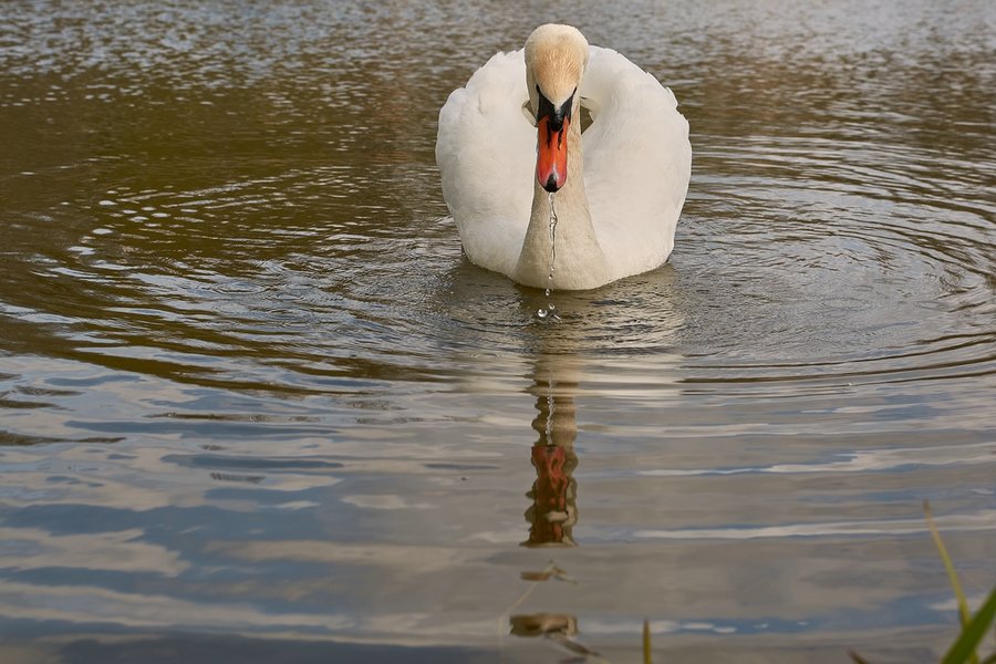 2021-04-24_SCHWAN_AM_KLEINEN_SEEC71_2207.jpg