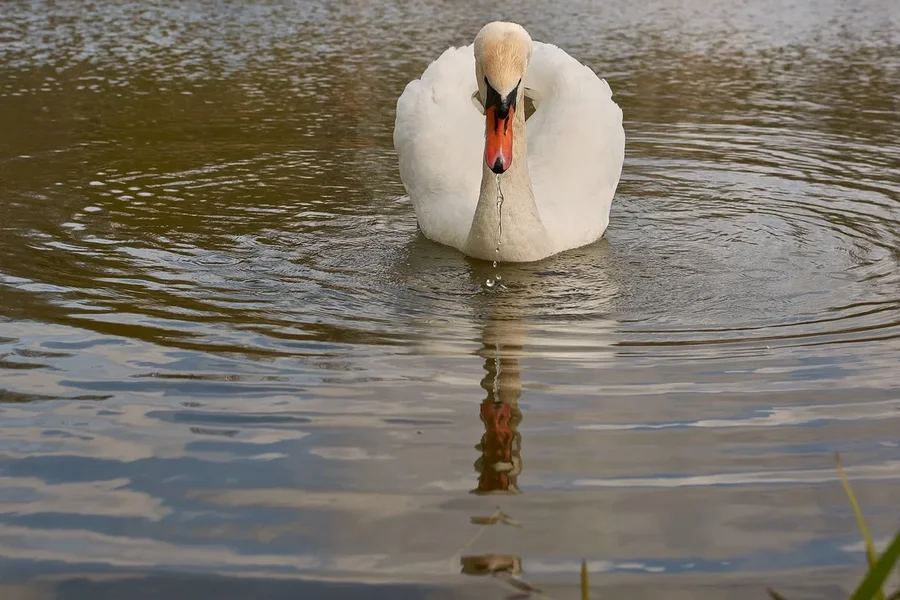 2021-04-24_SCHWAN_AM_KLEINEN_SEEC71_2207.webp