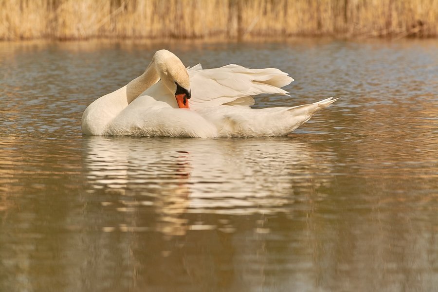 2021-04-24_SCHWAN_AM_KLEINEN_SEEC71_2363.jpg