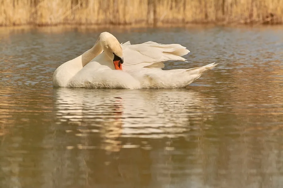2021-04-24_SCHWAN_AM_KLEINEN_SEEC71_2363.webp