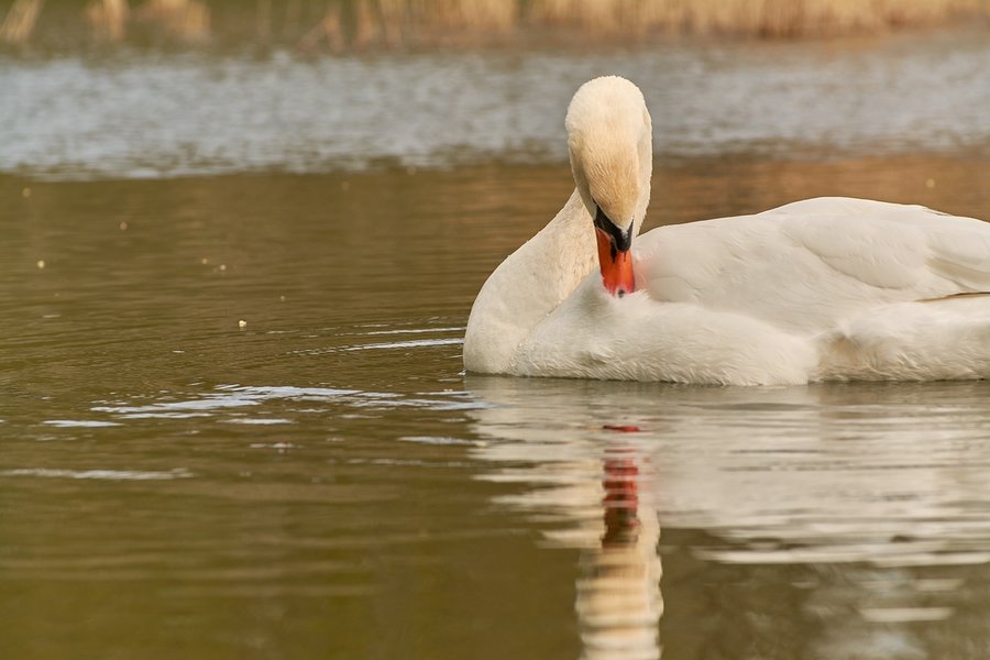 2021-04-24_SCHWAN_AM_KLEINEN_SEEC71_2413.jpg