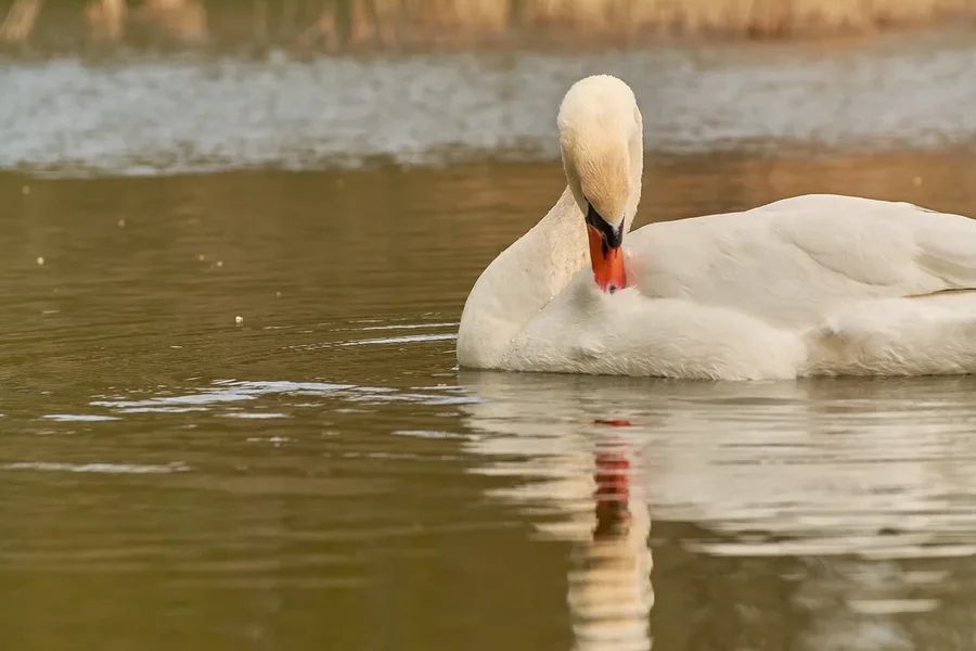 2021-04-24_SCHWAN_AM_KLEINEN_SEEC71_2413.webp