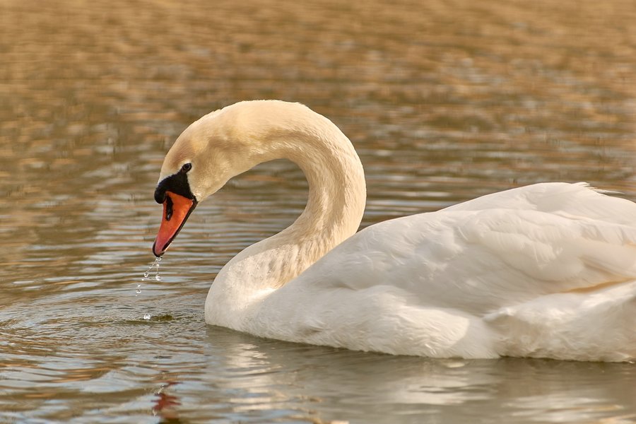 2021-04-24_SCHWAN_AM_KLEINEN_SEEC71_2559.jpg