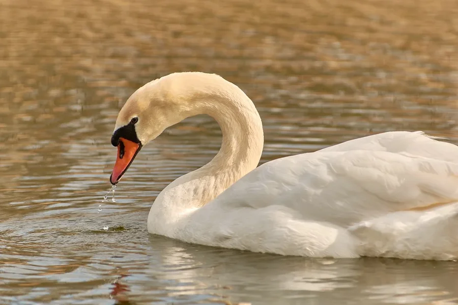 2021-04-24_SCHWAN_AM_KLEINEN_SEEC71_2559.webp