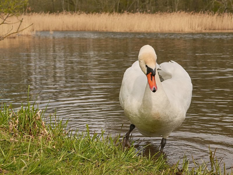 2021-04-24_SCHWAN_AM_KLEINEN_SEEC71_1949.jpg