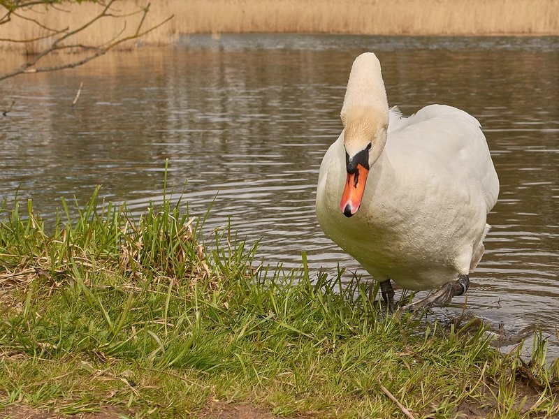 2021-04-24_SCHWAN_AM_KLEINEN_SEEC71_1952.jpg