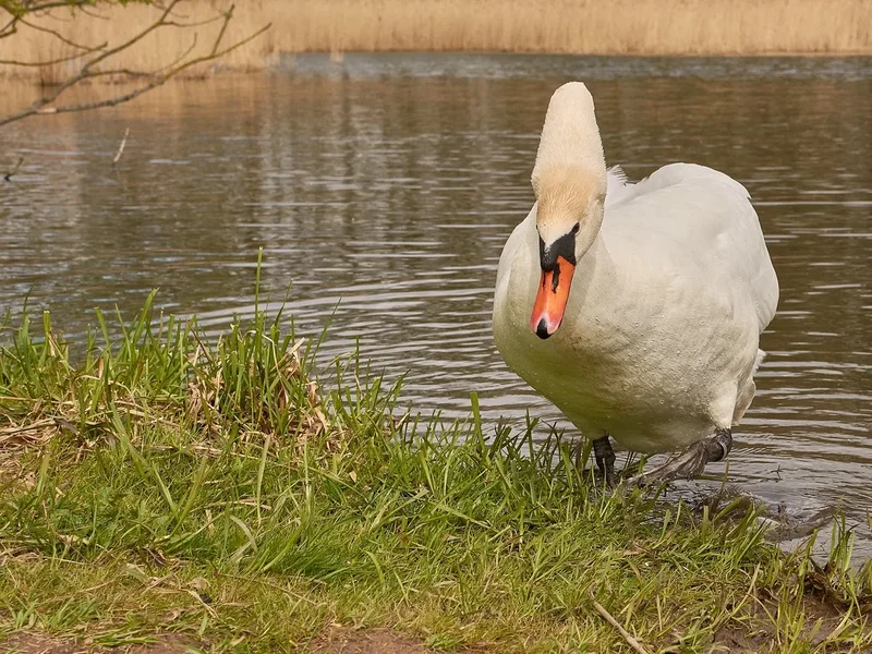 2021-04-24_SCHWAN_AM_KLEINEN_SEEC71_1952.webp