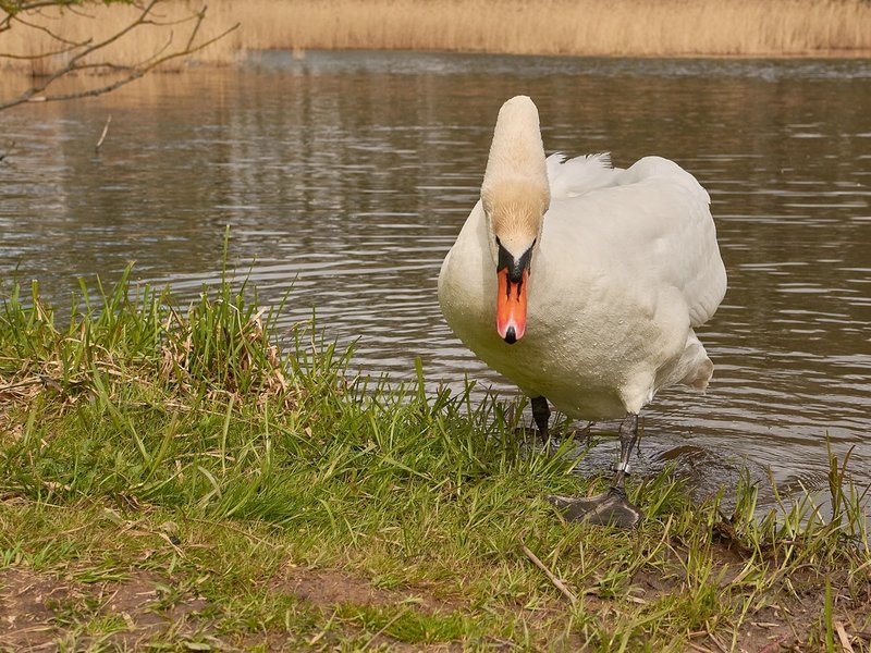 2021-04-24_SCHWAN_AM_KLEINEN_SEEC71_1953.jpg