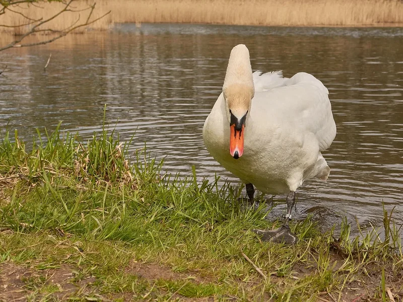 2021-04-24_SCHWAN_AM_KLEINEN_SEEC71_1953.webp