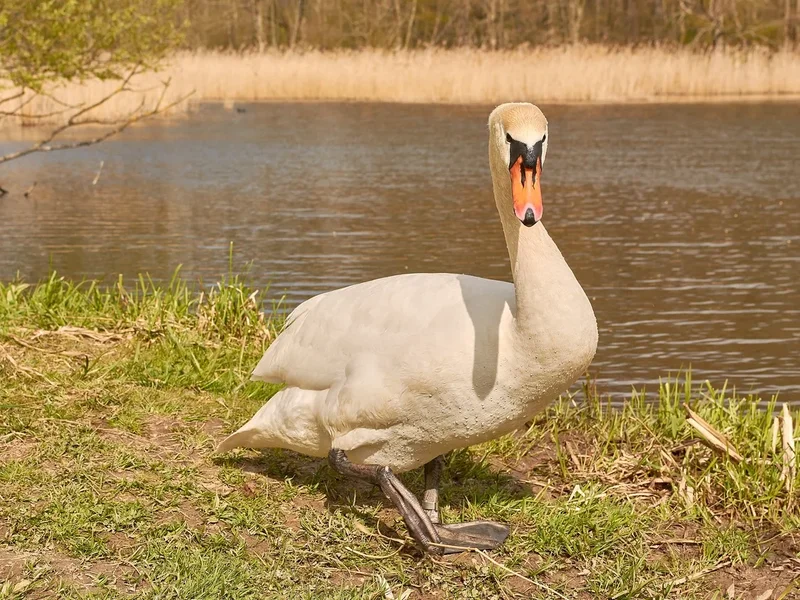 2021-04-24_SCHWAN_AM_KLEINEN_SEEC71_2000.webp