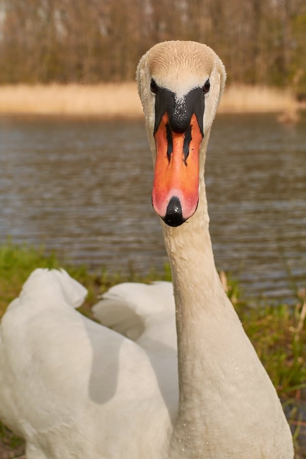 2021-04-24_SCHWAN_AM_KLEINEN_SEEC71_2015.jpg