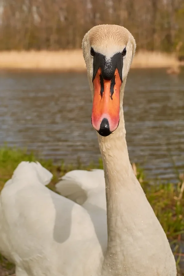 2021-04-24_SCHWAN_AM_KLEINEN_SEEC71_2015.webp