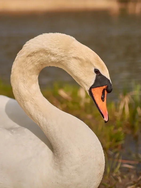 2021-04-24_SCHWAN_AM_KLEINEN_SEEC71_2023.webp